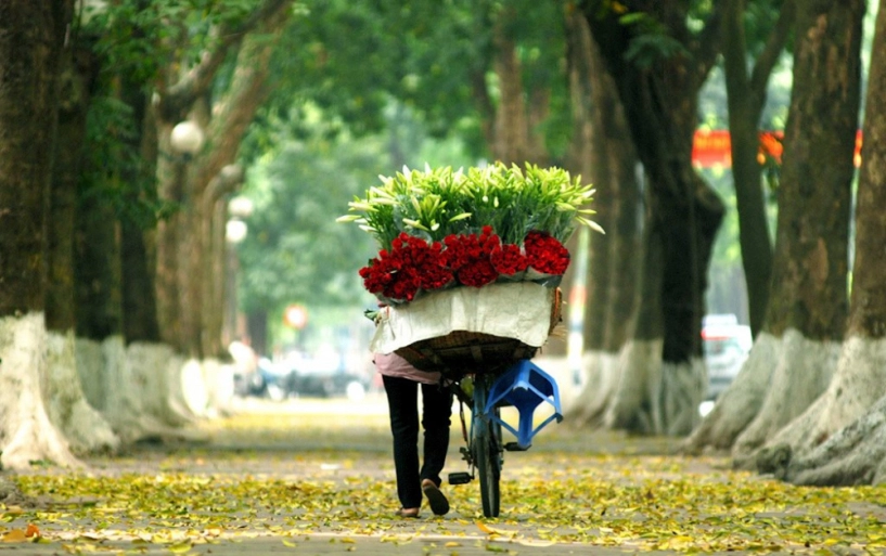 Hà nội tinh khôi trong sắc trắng loa kèn nở sớm - 1