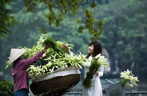 Hà nội tinh khôi trong sắc trắng loa kèn nở sớm - 6