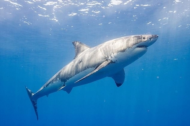Kinh hoàng cá mập trắng dài 4 mét truy sát người lướt sóng - 1