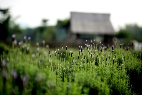 Lạc trôi giữa cánh đồng hoa lavender lần đầu tiên xuất hiện tại hà nội - 1