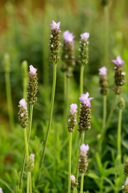 Lạc trôi giữa cánh đồng hoa lavender lần đầu tiên xuất hiện tại hà nội - 3