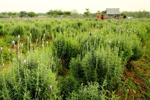 Lạc trôi giữa cánh đồng hoa lavender lần đầu tiên xuất hiện tại hà nội - 5