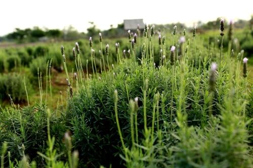 Lạc trôi giữa cánh đồng hoa lavender lần đầu tiên xuất hiện tại hà nội - 6