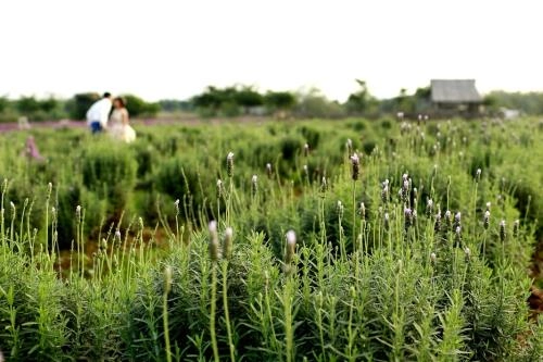 Lạc trôi giữa cánh đồng hoa lavender lần đầu tiên xuất hiện tại hà nội - 7