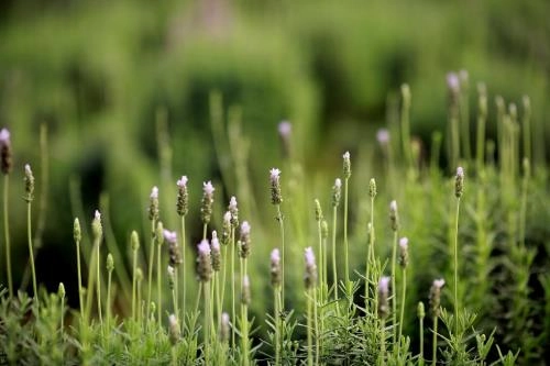 Lạc trôi giữa cánh đồng hoa lavender lần đầu tiên xuất hiện tại hà nội - 8