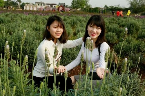 Lạc trôi giữa cánh đồng hoa lavender lần đầu tiên xuất hiện tại hà nội - 9
