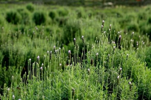 Lạc trôi giữa cánh đồng hoa lavender lần đầu tiên xuất hiện tại hà nội - 10