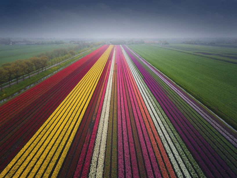 Mãn nhãn với cánh đồng hoa tulip tuyệt đẹp ở hà lan - 18