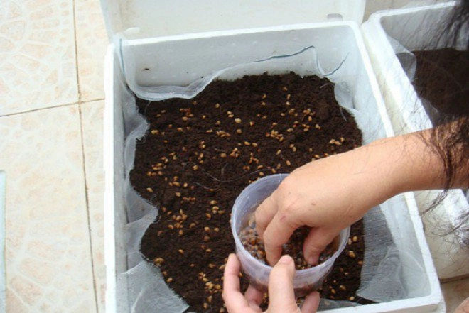 Cách trồng rau cải cúc trong thùng xốp vô cùng đơn giản - 2