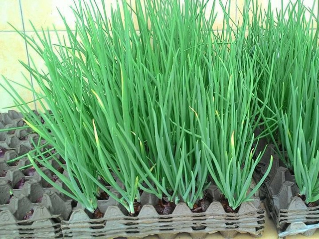 Mách cách làm giá đỗ bằng chai nhựa vừa nhanh vừa nhàn không ngờ - 9