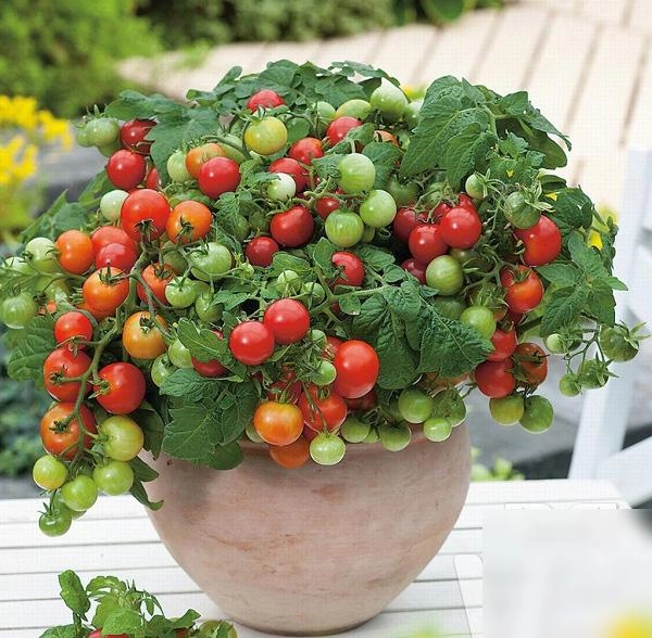 3 cách trồng cà chua trong thùng xốp siêu nhanh lại nhàn tênh cho hàng trăm quả mỗi mùa - 1