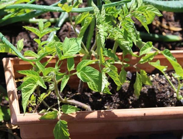 3 cách trồng cà chua trong thùng xốp siêu nhanh lại nhàn tênh cho hàng trăm quả mỗi mùa - 5