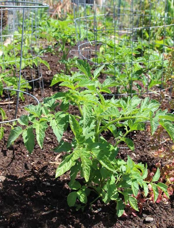 3 cách trồng cà chua trong thùng xốp siêu nhanh lại nhàn tênh cho hàng trăm quả mỗi mùa - 11