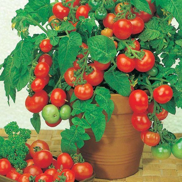 3 cách trồng cà chua trong thùng xốp siêu nhanh lại nhàn tênh cho hàng trăm quả mỗi mùa - 12