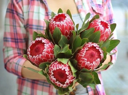 5 loại hoa đẹp mỹ mãn trưng trong nhà ngày tết chỉ người sành hoa mới biết - 8