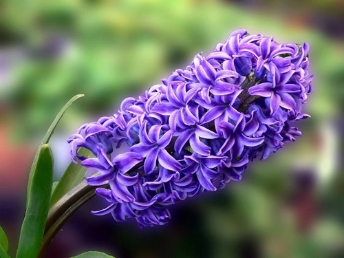 5 loại hoa đẹp mỹ mãn trưng trong nhà ngày tết chỉ người sành hoa mới biết - 9