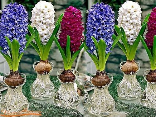 5 loại hoa đẹp mỹ mãn trưng trong nhà ngày tết chỉ người sành hoa mới biết - 10