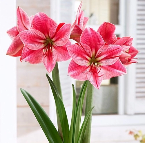 5 loại hoa đẹp mỹ mãn trưng trong nhà ngày tết chỉ người sành hoa mới biết - 15