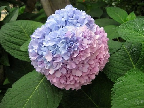 5 loại hoa đẹp mỹ mãn trưng trong nhà ngày tết chỉ người sành hoa mới biết - 16
