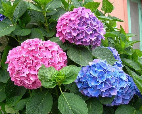 5 loại hoa đẹp mỹ mãn trưng trong nhà ngày tết chỉ người sành hoa mới biết - 17