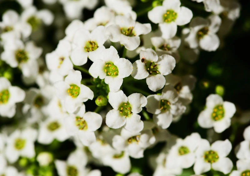 9 loài hoa treo giỏ rực rỡ nhất dễ trồng nhất trong nhà - 2