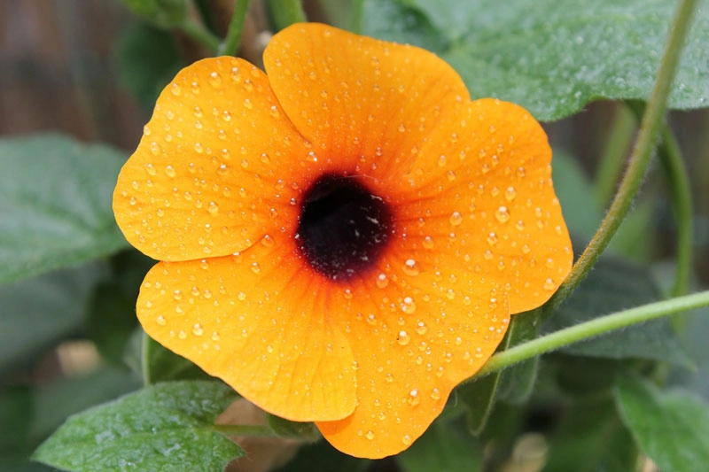 9 loài hoa treo giỏ rực rỡ nhất dễ trồng nhất trong nhà - 3