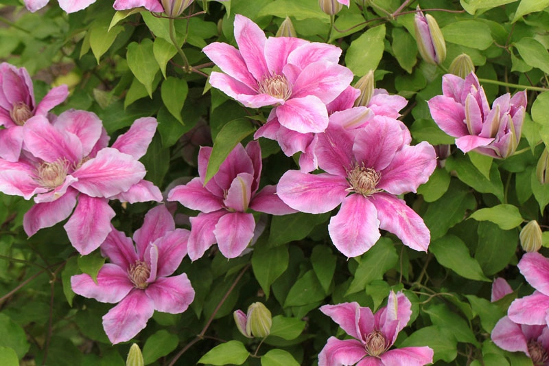 9 loài hoa treo giỏ rực rỡ nhất dễ trồng nhất trong nhà - 4