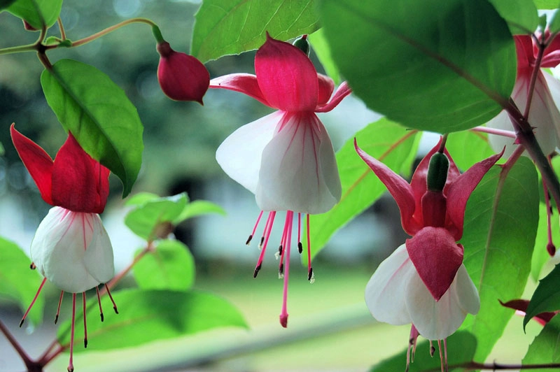 9 loài hoa treo giỏ rực rỡ nhất dễ trồng nhất trong nhà - 5