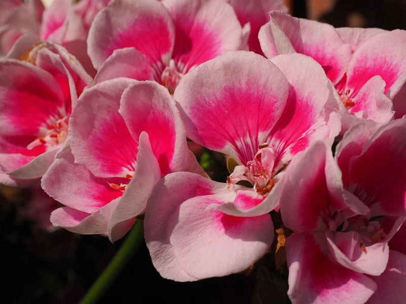 9 loài hoa treo giỏ rực rỡ nhất dễ trồng nhất trong nhà - 6