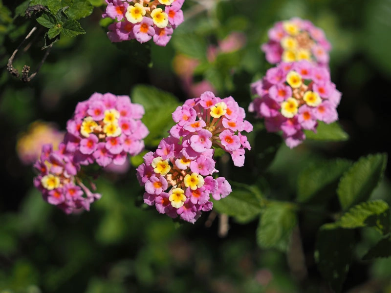 9 loài hoa treo giỏ rực rỡ nhất dễ trồng nhất trong nhà - 7