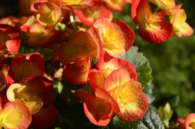 9 loài hoa treo giỏ rực rỡ nhất dễ trồng nhất trong nhà - 8