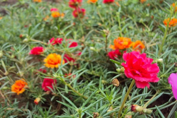 9 loài hoa treo giỏ rực rỡ nhất dễ trồng nhất trong nhà - 9