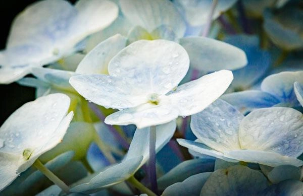 Bí quyết chăm hoa cẩm tú cầu vườn nhà nở bung sáng rực đẹp như hoa đà lạt - 2