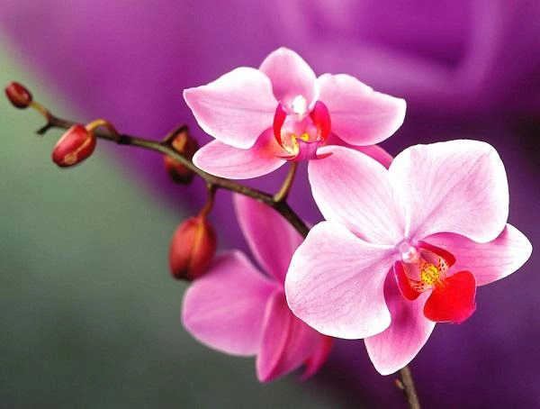 Các loài hoa đẹp nhất việt nam ý nghĩa và cách trồng đơn giản - 5