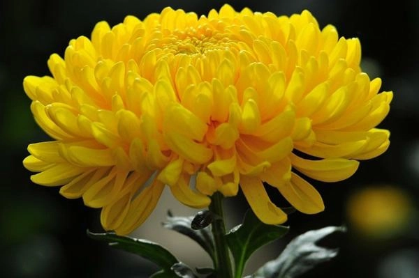 Các loài hoa đẹp nhất việt nam ý nghĩa và cách trồng đơn giản - 7