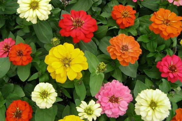 Các loài hoa đẹp nhất việt nam ý nghĩa và cách trồng đơn giản - 8