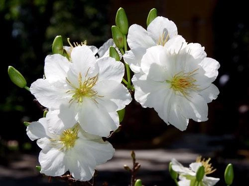Các loài hoa đẹp nhất việt nam ý nghĩa và cách trồng đơn giản - 10