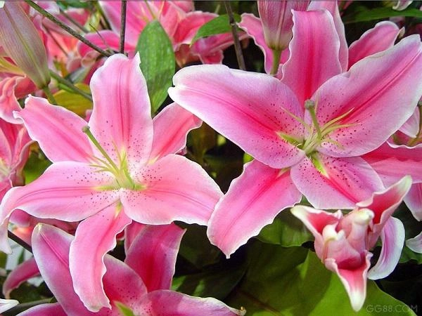 Các loài hoa đẹp nhất việt nam ý nghĩa và cách trồng đơn giản - 11