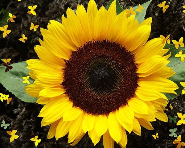 Các loài hoa đẹp nhất việt nam ý nghĩa và cách trồng đơn giản - 13