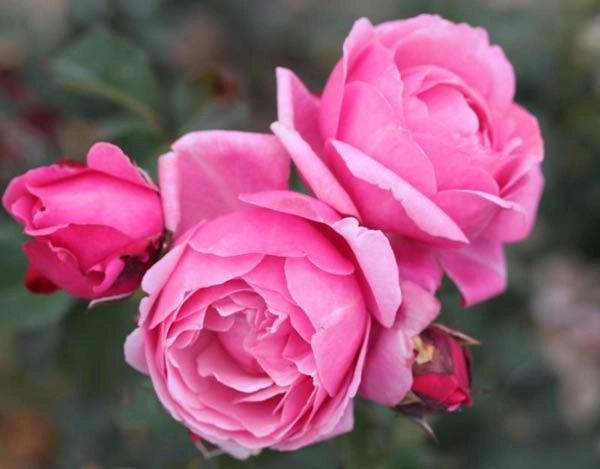 Các loại hoa hồng bản địa và nhập ngoại đẹp ở việt nam - 1