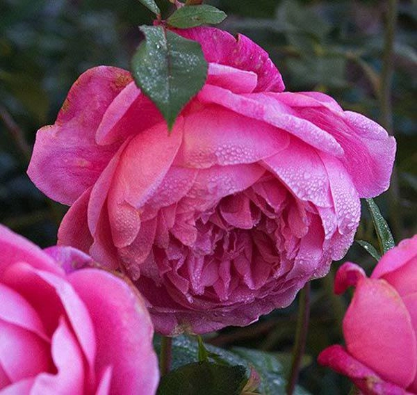 Các loại hoa hồng bản địa và nhập ngoại đẹp ở việt nam - 5