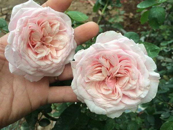 Các loại hoa hồng bản địa và nhập ngoại đẹp ở việt nam - 6
