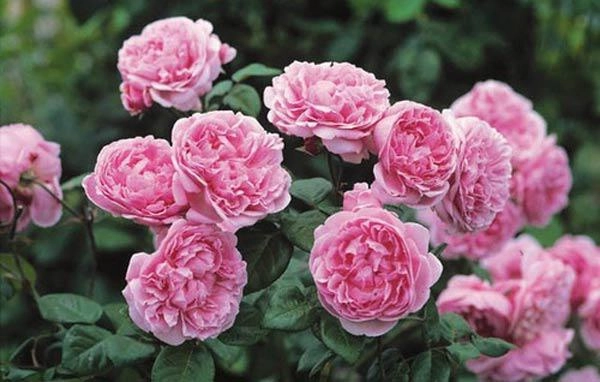 Các loại hoa hồng bản địa và nhập ngoại đẹp ở việt nam - 10