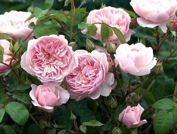 Các loại hoa hồng bản địa và nhập ngoại đẹp ở việt nam - 13