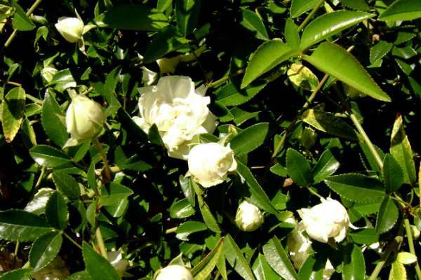 Cây hoa hồng nhận kỉ lục guinness thế giới vì to lớn như cây cổ thụ - 6