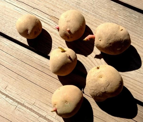 Chẳng cần vườn rộng cũng trồng được hàng cân khoai tây trong túi nilon bao tải tại nhà - 3