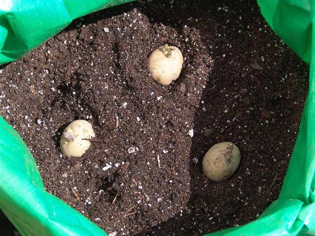 Chẳng cần vườn rộng cũng trồng được hàng cân khoai tây trong túi nilon bao tải tại nhà - 5