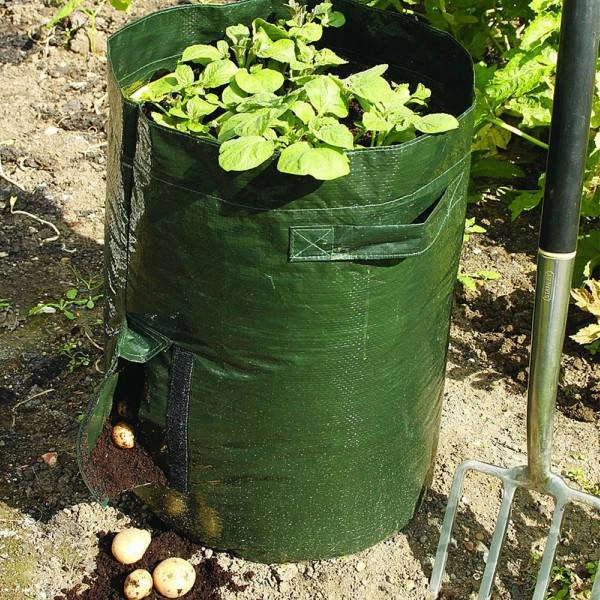 Chẳng cần vườn rộng cũng trồng được hàng cân khoai tây trong túi nilon bao tải tại nhà - 6