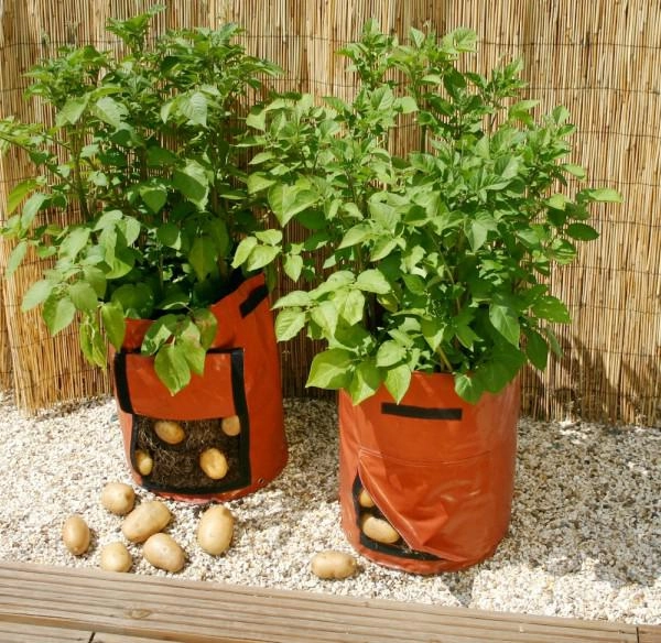 Chẳng cần vườn rộng cũng trồng được hàng cân khoai tây trong túi nilon bao tải tại nhà - 8