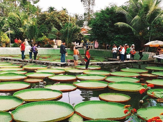 Choáng ngợp trước cánh đồng hoa sen siêu khủng nở rộ rực rỡ dài rộng ngợp trời ở an giang - 11